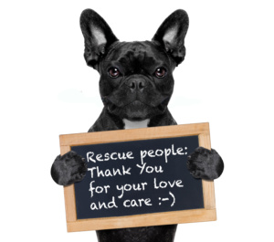 Animal Rescue