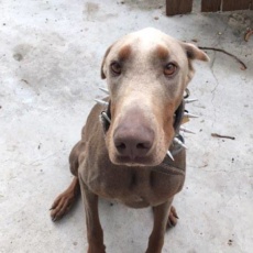 It’s a Match! Cuco the Dobie’s Very Fortunate Reunion