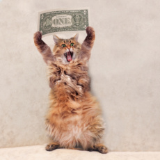 “It’s All About the Money!” Behind the Cost of Pet Health Care