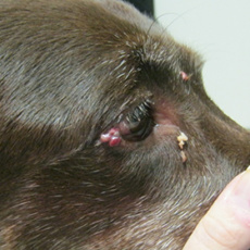 Pet Lumps and Bumps: The Importance of Biopsies and Why You Want to Know