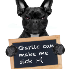 Things That Animal Professionals Hate to Hear: The Truth About Garlic