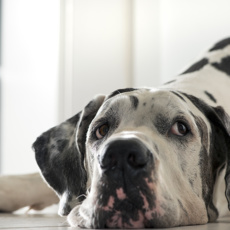 Preventing GDVs: The Benefits of Tacking your Pet’s Stomach