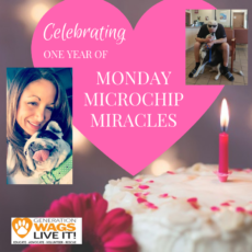 A year of Monday Microchip Miracles!