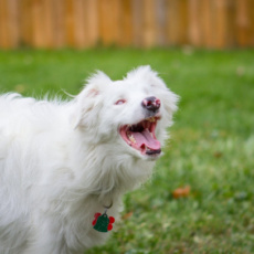 Unleashing the potential of deaf/blind dogs