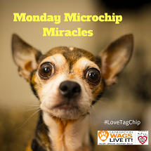 gallerylogomonday-microchip-miracles