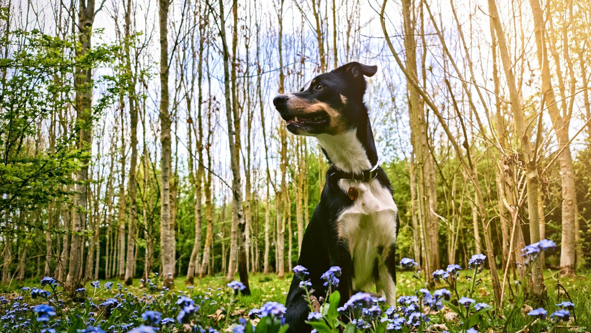 Help your pet flourish 