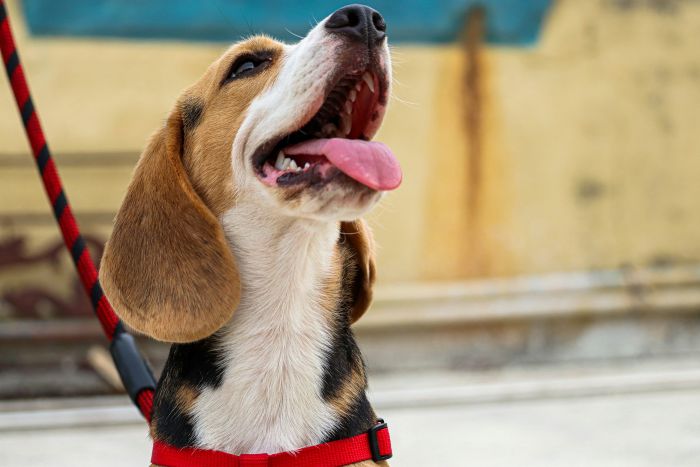 happy beagle with collar and leash